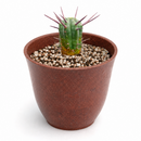 4 inch Euphorbia Enopla Cactus for sale. Euphorbia Enopla Cactus is admired for its unique columnar stems and colorful red spines that create bold visual interest. It grows best in bright sunlight with fast-draining soil and infrequent watering. This hardy succulent is ideal for beginners and experienced collectors alike.

