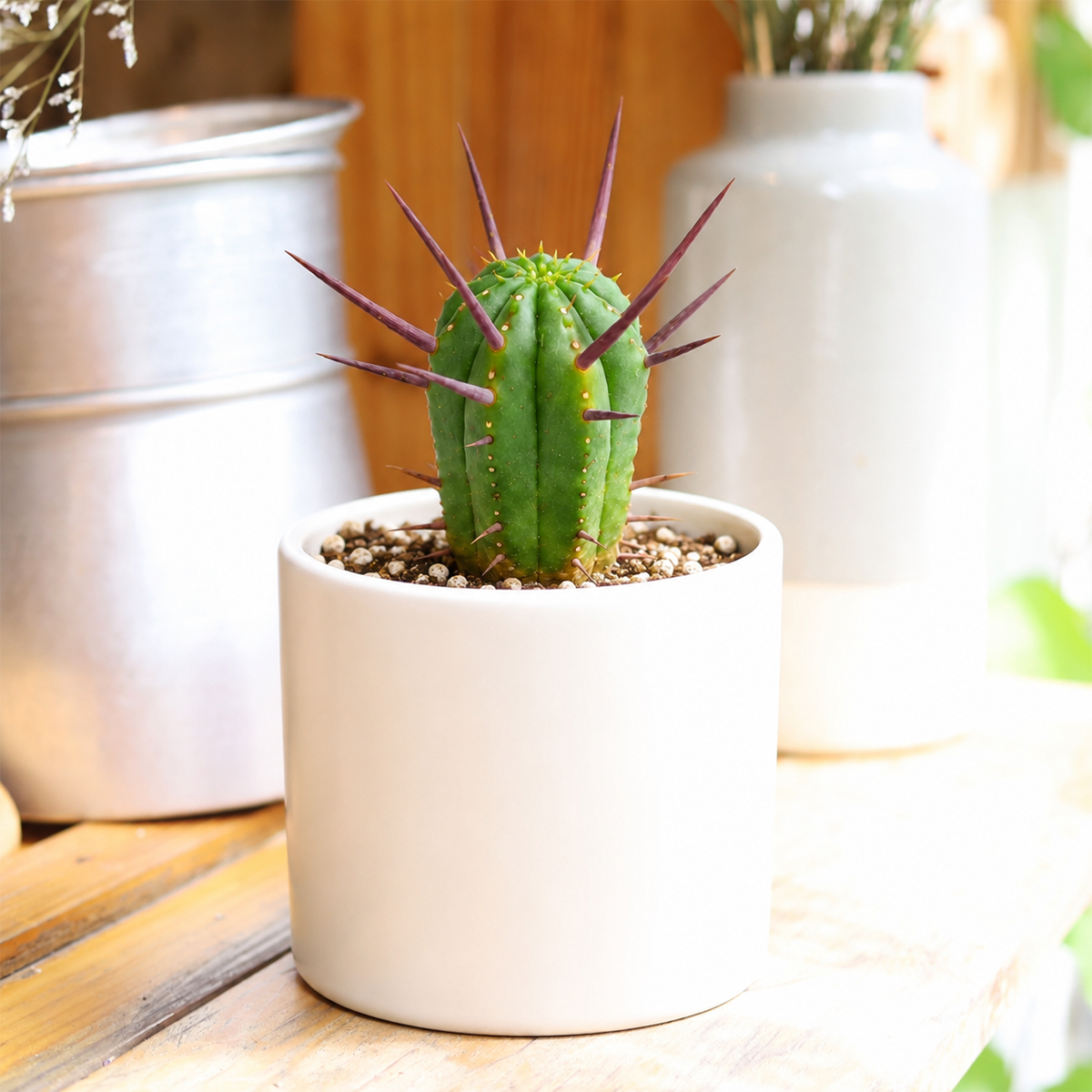 Buy Euphorbia Enopla Cactus 4 inch online. Euphorbia Enopla Cactus is a distinctive succulent with upright green stems lined with striking reddish spines. It thrives in bright light and well-draining soil with minimal watering. This low-maintenance plant is perfect for cactus collections, sunny windowsills, and modern indoor décor.
