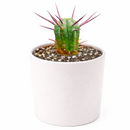 4 inch Euphorbia Enopla Cactus for sale. Euphorbia Enopla Cactus is admired for its unique columnar stems and colorful red spines that create bold visual interest. It grows best in bright sunlight with fast-draining soil and infrequent watering. This hardy succulent is ideal for beginners and experienced collectors alike.

