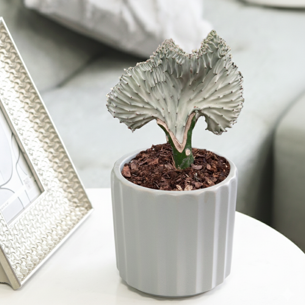 6 inch Euphorbia Lactea Ghost Cactus, indoor succulents for sale, unique cactus, easy to care succulents, live plants for sale