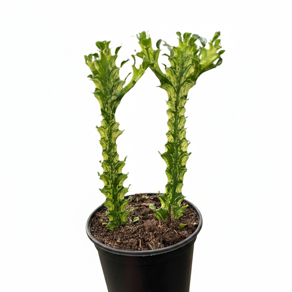 Euphorbia &#39;Mint Cream&#39; Cactus, 4 inch Euphorbia &#39;Mint Cream&#39; Cactus, 4 inch cactus plants, cactus for sale, buy cacti online, shop cactus in ca