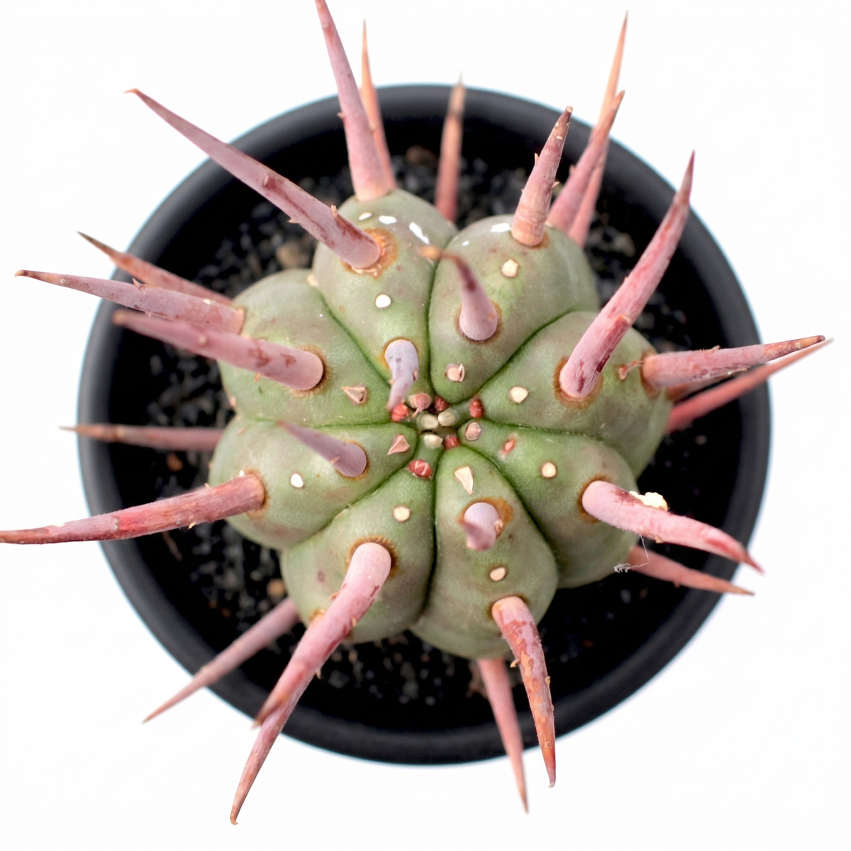 Euphorbia ferox 2 inch / 4 inch live plant for sale, Euphorbia ferox decorative plant for office desk modern desert style decor, Euphorbia ferox exotic succulent with thick body and protective spines