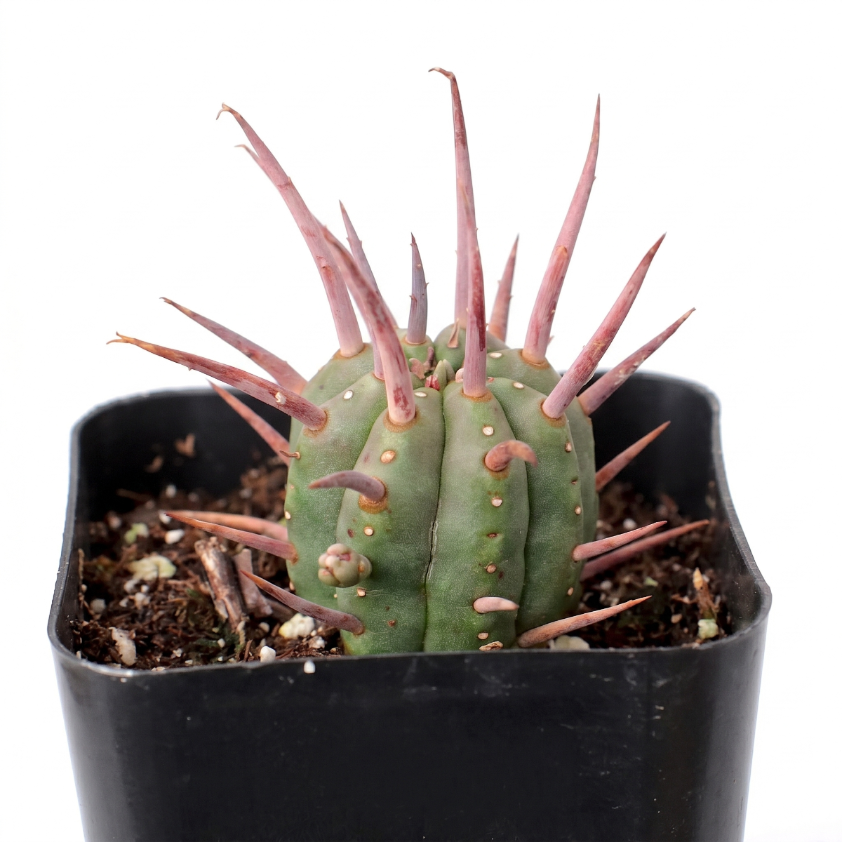 Buy 2 inch / 4 inch Euphorbia ferox live plant online, Euphorbia ferox unique spiky succulent with rounded clustered form ornamental plant, Euphorbia ferox drought tolerant low maintenance succulent for indoor outdoor use