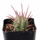 Buy 2 inch / 4 inch Euphorbia ferox live plant online, Euphorbia ferox compact indoor plant for small spaces minimalist decor, Euphorbia ferox rare succulent plant for collectors and cactus lovers