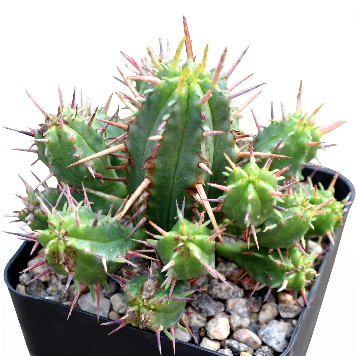 Buy 2 inch / 4 inch Euphorbia ferox live plant online, Euphorbia ferox rare collector plant with bold spiny texture, Euphorbia ferox unique housewarming gift plant for desert plant enthusiasts
