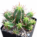 Buy 2 inch / 4 inch Euphorbia ferox live plant online, Euphorbia ferox compact indoor plant for small spaces minimalist decor, Euphorbia ferox rare succulent plant for collectors and cactus lovers
