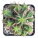 Buy 2 inch / 4 inch Euphorbia ferox live plant online, Euphorbia ferox compact indoor plant for small spaces minimalist decor, Euphorbia ferox rare succulent plant for collectors and cactus lovers