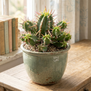 Buy 2 inch / 4 inch Euphorbia ferox live plant online, Euphorbia ferox compact indoor plant for small spaces minimalist decor, Euphorbia ferox rare succulent plant for collectors and cactus lovers