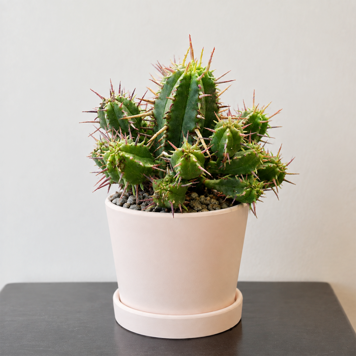 Euphorbia ferox - Pincushion Euphorbia live plant for sale. This unique succulent features a compact, rounded form covered with prominent ridges and spines. Easy to care for, it thrives in bright light, well-draining soil, and requires minimal watering.