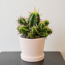 Custom plant pot with personalized image, personalized flower pot with live plant, custom photo plant pot, personalized planter with plant of your choice, custom printed ceramic planter, personalized succulent pot, custom image flower pot gift, custom photo planter for houseplants