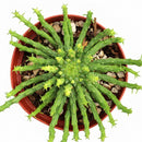4 inch euphorbia flanaganii medusa head live succulent for sale, branching structure with prominent cylindrical stem segments in pale chartreuse-green, remarkable three-dimensional growth pattern that demands attention, tolerates sun exposure or ambient indoor light, excellent choice for summer patio relocation with proper weather shelter, creates compelling tabletop focal point arrangement, extraordinary rare succulent gift for collectors seeking unusual varieties