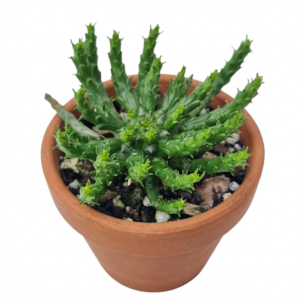 buy euphorbia flanaganii medusa head live succulent 4 inch online, clustered upright stems with tubular extensions in muted sage-green hues, unusual alien-like form that serves as living sculpture, flexible placement in sun-filled or partially shaded indoor spaces, handles heated dry air and low humidity conditions, stunning specimen for bright windowsill displays, distinctive plant gift for succulent enthusiasts