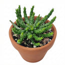 4 inch euphorbia flanaganii medusa head live succulent for sale, branching structure with prominent cylindrical stem segments in pale chartreuse-green, remarkable three-dimensional growth pattern that demands attention, tolerates sun exposure or ambient indoor light, excellent choice for summer patio relocation with proper weather shelter, creates compelling tabletop focal point arrangement, extraordinary rare succulent gift for collectors seeking unusual varieties