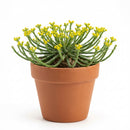4 inch euphorbia flanaganii medusa head live succulent for sale, branching structure with prominent cylindrical stem segments in pale chartreuse-green, remarkable three-dimensional growth pattern that demands attention, tolerates sun exposure or ambient indoor light, excellent choice for summer patio relocation with proper weather shelter, creates compelling tabletop focal point arrangement, extraordinary rare succulent gift for collectors seeking unusual varieties