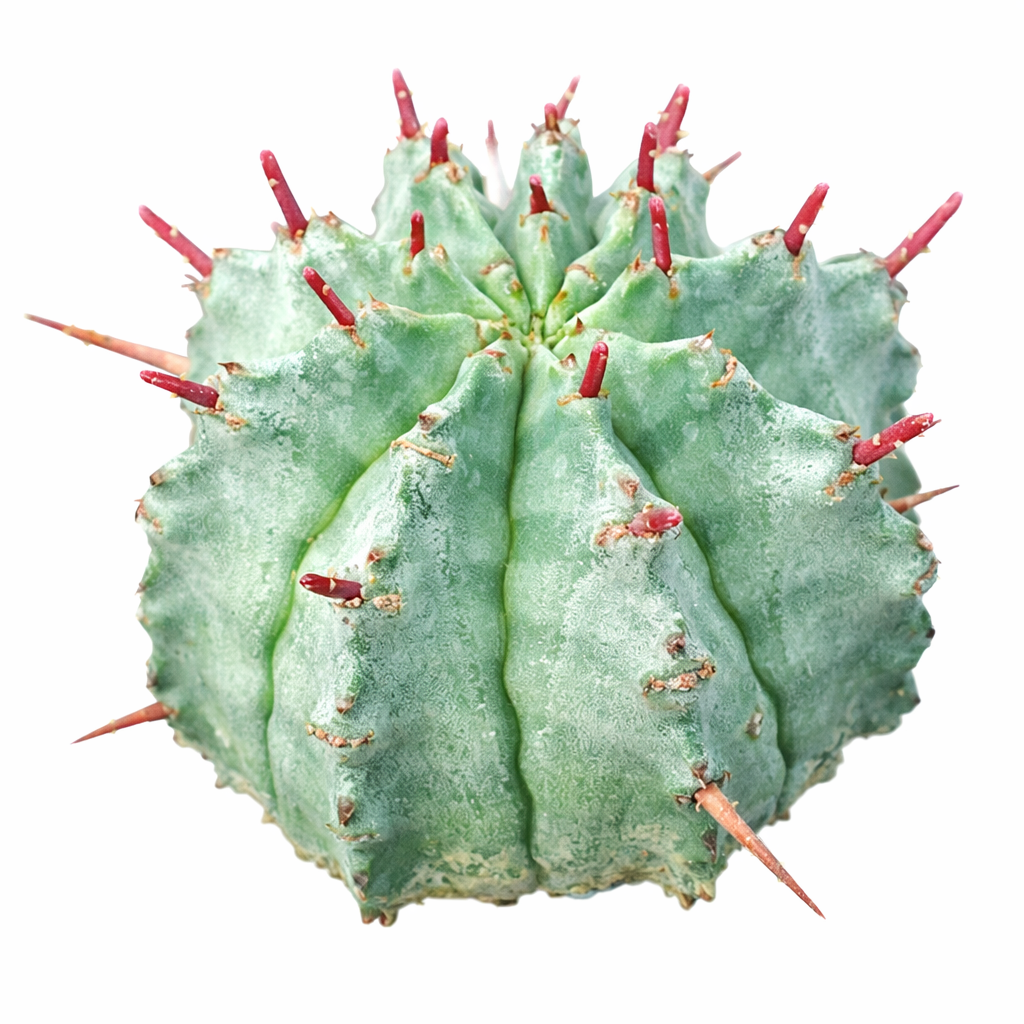 2 inch Euphorbia horrida, green succulents, indoor succulents, succulent care guide, buy succulents online