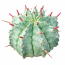 2 inch Euphorbia horrida, green succulents, indoor succulents, succulent care guide, buy succulents online