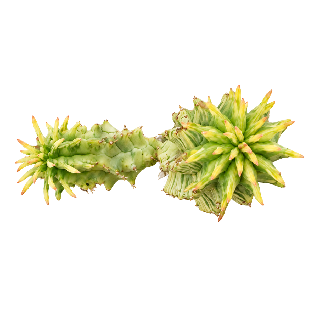 2 inch Euphorbia mammillaris 'Corn on the Cob Cactus' for sale. Euphorbia mammillaris 'Corn on the Cob Cactus' is a hardy succulent prized for its unusual upright stems and distinctive texture. It prefers sunny conditions and fast-draining soil to support healthy growth. This low-maintenance plant is ideal for beginners and collectors of unique succulents.