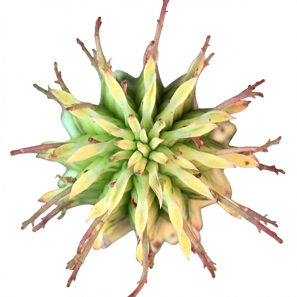 Euphorbia mammillaris Corn on the Cob Cactus, green succulents, outdoor indoor succulents, succulent care guide, buy succulents online