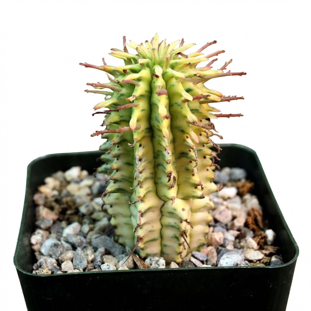 Euphorbia mammillaris Corn on the Cob Cactus, green succulents, outdoor indoor succulents, succulent care guide, buy succulents online