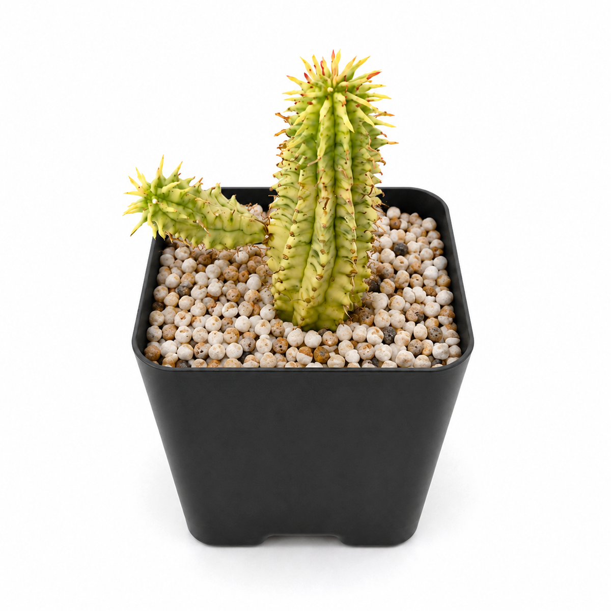 Buy Euphorbia mammillaris 'Corn on the Cob Cactus' 2 inch online. With its sculptural stems and compact form, Euphorbia mammillaris 'Corn on the Cob Cactus' adds bold character to any indoor plant display. It grows best in bright light and requires very little water once established. This resilient succulent is perfect for modern homes and offices.