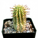 Euphorbia mammillaris Corn on the Cob Cactus, green succulents, outdoor indoor succulents, succulent care guide, buy succulents online