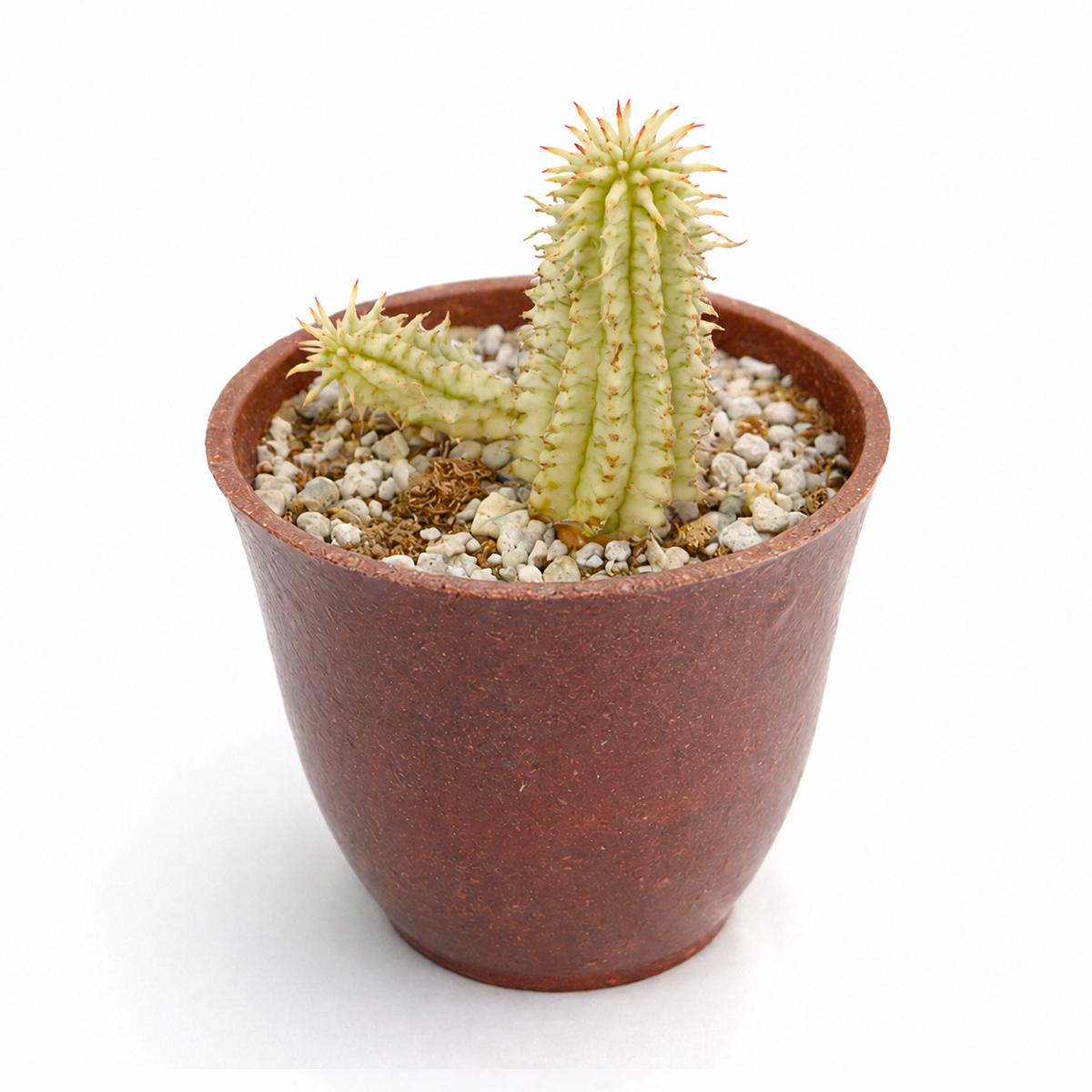 Buy Euphorbia mammillaris 'Corn on the Cob Cactus' 4 inch online. Euphorbia mammillaris 'Corn on the Cob Cactus' is a unique succulent with textured, upright stems that resemble an ear of corn. It thrives in bright light and well-draining soil while requiring minimal watering. This low-maintenance plant is perfect for succulent collections, sunny windowsills, and modern indoor décor.