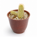 2 inch Euphorbia mammillaris 'Corn on the Cob Cactus' for sale. Euphorbia mammillaris 'Corn on the Cob Cactus' is a hardy succulent prized for its unusual upright stems and distinctive texture. It prefers sunny conditions and fast-draining soil to support healthy growth. This low-maintenance plant is ideal for beginners and collectors of unique succulents.