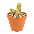 2 inch Euphorbia mammillaris 'Corn on the Cob Cactus' for sale. Euphorbia mammillaris 'Corn on the Cob Cactus' is a hardy succulent prized for its unusual upright stems and distinctive texture. It prefers sunny conditions and fast-draining soil to support healthy growth. This low-maintenance plant is ideal for beginners and collectors of unique succulents.