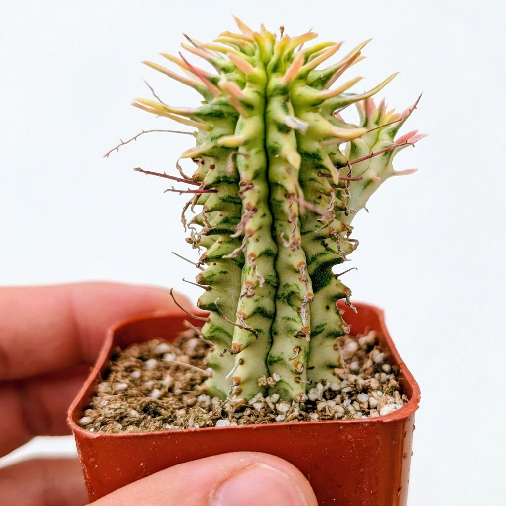 Euphorbia mammillaris Corn on the Cob Cactus, green succulents, outdoor indoor succulents, succulent care guide, buy succulents online