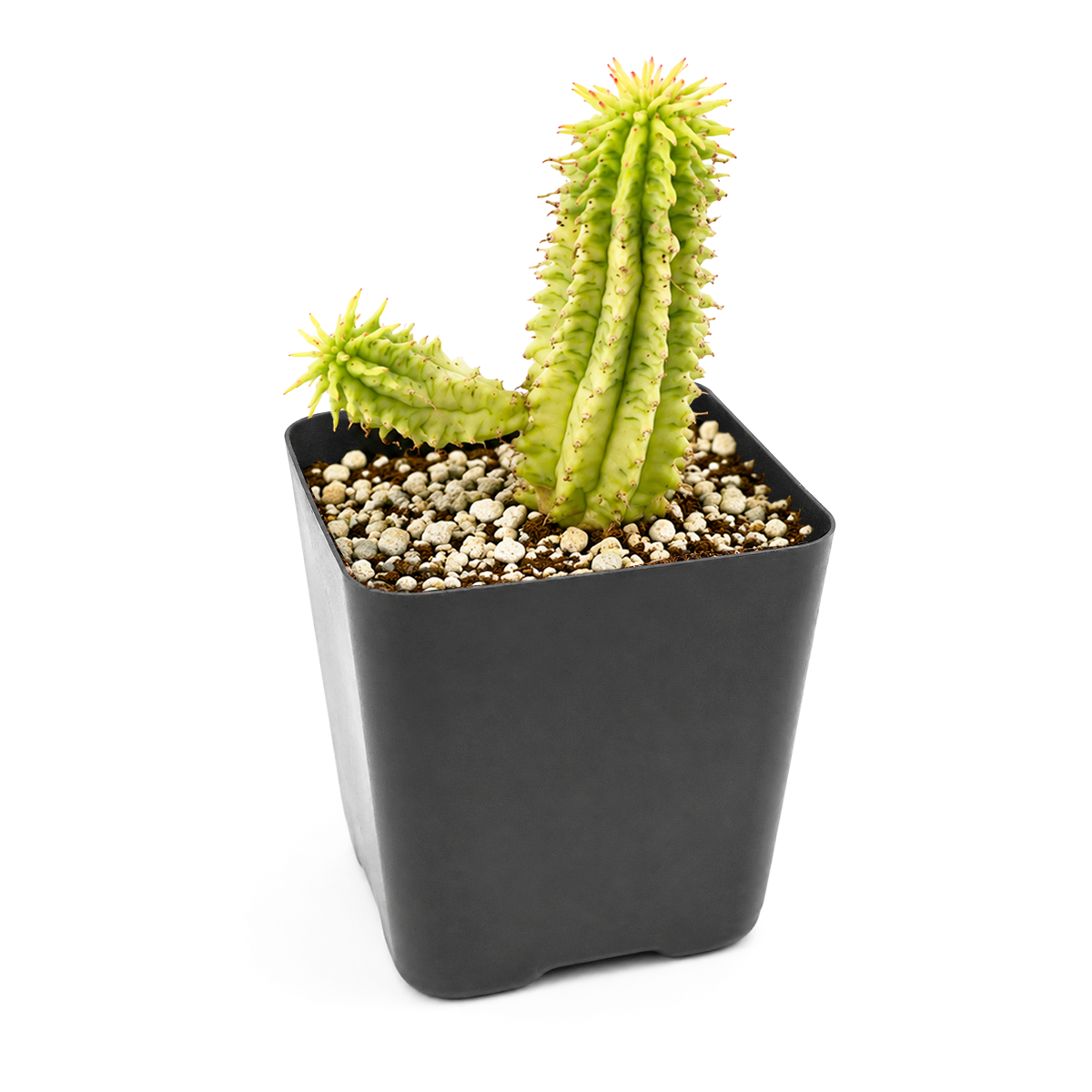 2 inch Euphorbia mammillaris 'Corn on the Cob Cactus' for sale. Euphorbia mammillaris 'Corn on the Cob Cactus' features thick, textured stems that create an eye-catching architectural look. It enjoys bright sunlight, well-draining soil, and infrequent watering to thrive. This distinctive succulent is a wonderful addition to cactus collections and indoor plant décor.
