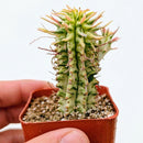 Euphorbia mammillaris Corn on the Cob Cactus, green succulents, outdoor indoor succulents, succulent care guide, buy succulents online