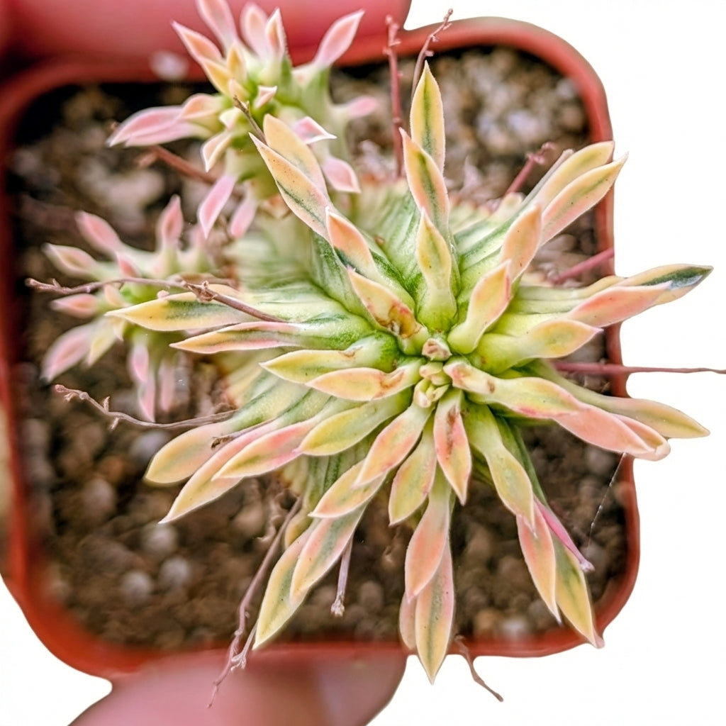 Euphorbia mammillaris Corn on the Cob Cactus, green succulents, outdoor indoor succulents, succulent care guide, buy succulents online