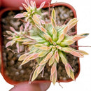 Euphorbia mammillaris Corn on the Cob Cactus, green succulents, outdoor indoor succulents, succulent care guide, buy succulents online