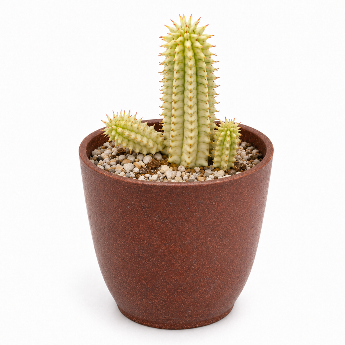 Buy Euphorbia mammillaris 'Corn on the Cob Cactus' 4 inch online. This eye-catching succulent features thick, textured stems that create a bold architectural look in any indoor space. It prefers bright light, well-draining soil, and infrequent watering to stay healthy. A wonderful choice for collectors and anyone looking for an easy-care houseplant.