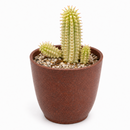 2 inch Euphorbia mammillaris 'Corn on the Cob Cactus' for sale. Euphorbia mammillaris 'Corn on the Cob Cactus' is a hardy succulent prized for its unusual upright stems and distinctive texture. It prefers sunny conditions and fast-draining soil to support healthy growth. This low-maintenance plant is ideal for beginners and collectors of unique succulents.