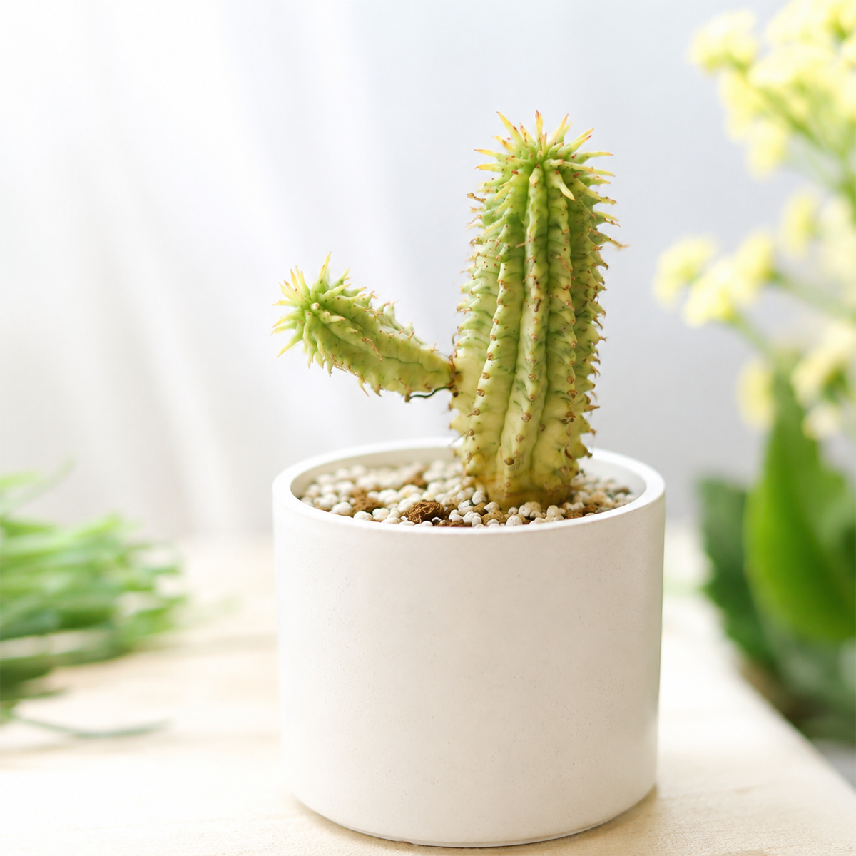 Buy Euphorbia mammillaris 'Corn on the Cob Cactus' 2 inch online. This fascinating succulent is known for its clustered, textured stems that give it a one-of-a-kind appearance. It thrives in bright light and well-draining soil while needing only occasional watering. Its compact size makes it perfect for desktops, shelves, and succulent arrangements.