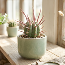 Buy 2 inch / 4 inch Euphorbia ferox live plant online, Euphorbia ferox compact indoor plant for small spaces minimalist decor, Euphorbia ferox rare succulent plant for collectors and cactus lovers