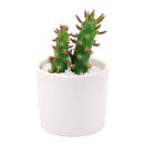 2 inch Eve's Needle Cactus (Austrocylindropuntia subulata) for sale. Austrocylindropuntia subulata is a striking cactus featuring tall cylindrical stems and distinctive spines that create a bold architectural display. It grows best in full sun with fast-draining soil and is highly drought-tolerant once established. This low-maintenance cactus is ideal for succulent collections, sunny windowsills, or decorative indoor spaces.