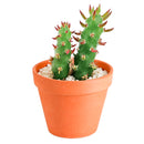 2 inch Eve's Needle Cactus (Austrocylindropuntia subulata) for sale. Austrocylindropuntia subulata is a striking cactus featuring tall cylindrical stems and distinctive spines that create a bold architectural display. It grows best in full sun with fast-draining soil and is highly drought-tolerant once established. This low-maintenance cactus is ideal for succulent collections, sunny windowsills, or decorative indoor spaces.