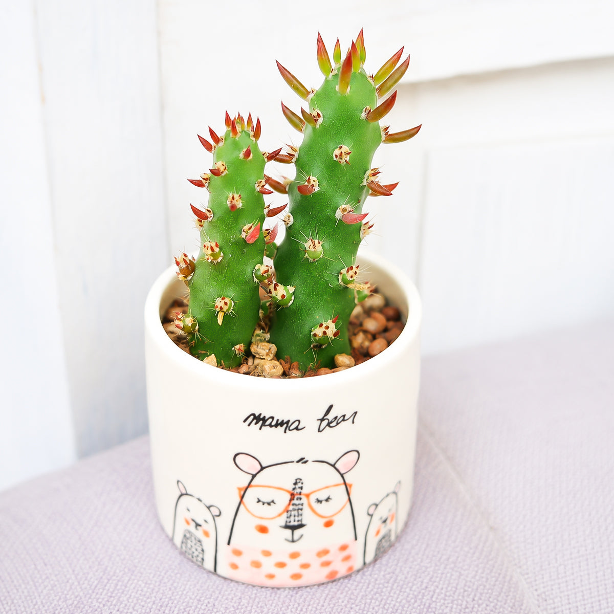 Buy 2 inch Eve's Needle Cactus (Austrocylindropuntia subulata) online. Eve's Needle Cactus is a distinctive succulent admired for its upright branching stems and unique needle-like leaves that add desert charm to any plant collection. It thrives in bright, direct light with well-draining cactus soil and requires only occasional watering. This easy-care cactus is perfect for homes, offices, or anyone looking to grow a unique desert plant.