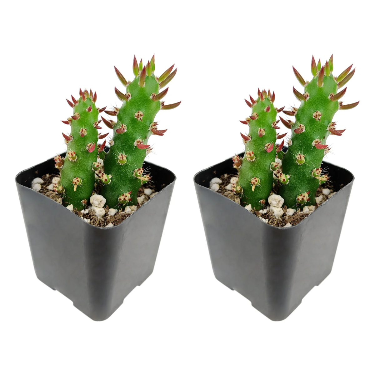 Buy Eve's Needle Cactus 2-pack live plants online. These upright cacti feature slender green stems with long, pointed leaves and a sculptural shape. Easy to care for, they thrive in bright light, well-draining soil, and minimal watering.