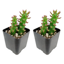 Buy an 8-pack of Eve's Needle Cactus live plants online. Each plant features upright green stems with distinctive pointed leaves and an architectural form. Easy to care for, they thrive in bright light, well-draining soil, and minimal watering.