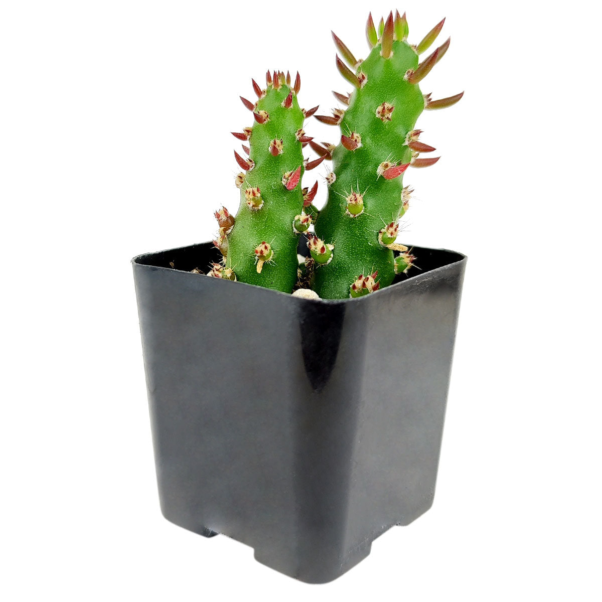 Austrocylindropuntia subulata, Eve's Needle Cactus in California, how to grow Eve's Needle Cactus, succulents, indoor succulents, succulents garden, succulent subscription, monthly succulents, succulent care guide, succulent care tips, succulent plant, succulent care, Succulents shop near me, how to grow succulents, succulents shop in California, cactus, cactus succulent, succulent cactus, succulent subscription, cacti, cactus and succulents, succulents box, succulent shop, buy succulents online