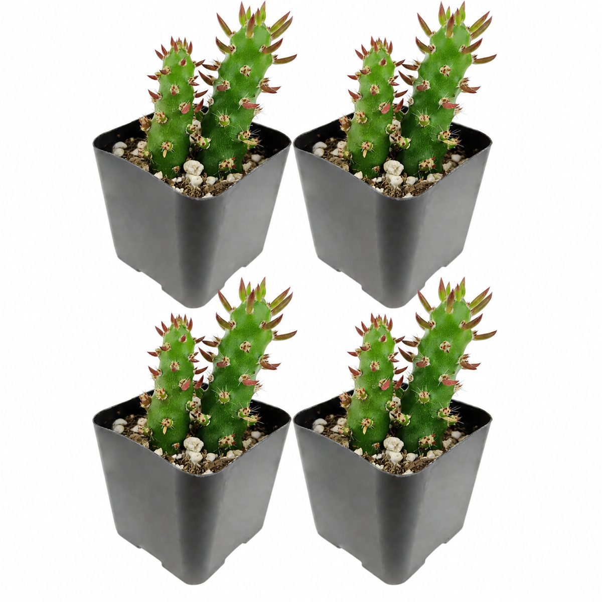 Eve's Needle Cactus 4-pack live plants for sale. These unique cacti have tall, branching stems and narrow, needle-like leaves. Easy to grow, they prefer bright light, well-draining soil, and occasional watering.