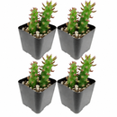 Buy an 8-pack of Eve's Needle Cactus live plants online. Each plant features upright green stems with distinctive pointed leaves and an architectural form. Easy to care for, they thrive in bright light, well-draining soil, and minimal watering.