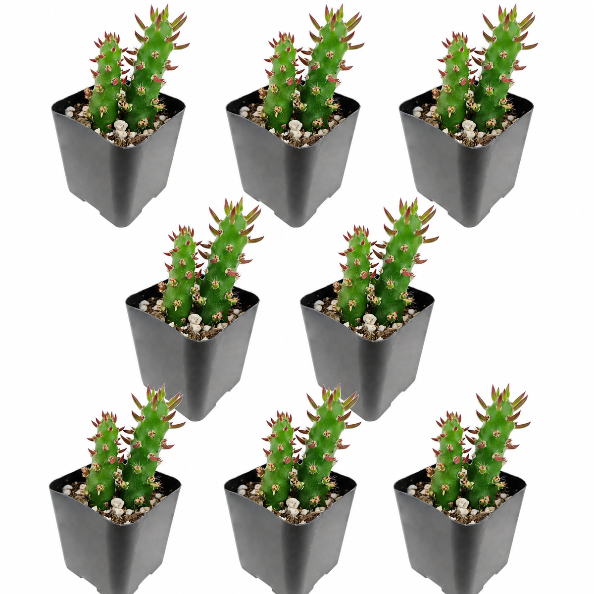 Buy an 8-pack of Eve's Needle Cactus live plants online. Each plant features upright green stems with distinctive pointed leaves and an architectural form. Easy to care for, they thrive in bright light, well-draining soil, and minimal watering.