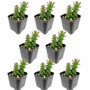 Buy an 8-pack of Eve's Needle Cactus live plants online. Each plant features upright green stems with distinctive pointed leaves and an architectural form. Easy to care for, they thrive in bright light, well-draining soil, and minimal watering.