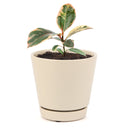 Ficus Elastica Ruby Pink Rubber Tree Delivery, Easy to care houseplant for beginner, Best Feng Shui Plants for your home office, how to care for ficus houseplant, colorful indoor houseplant for sale