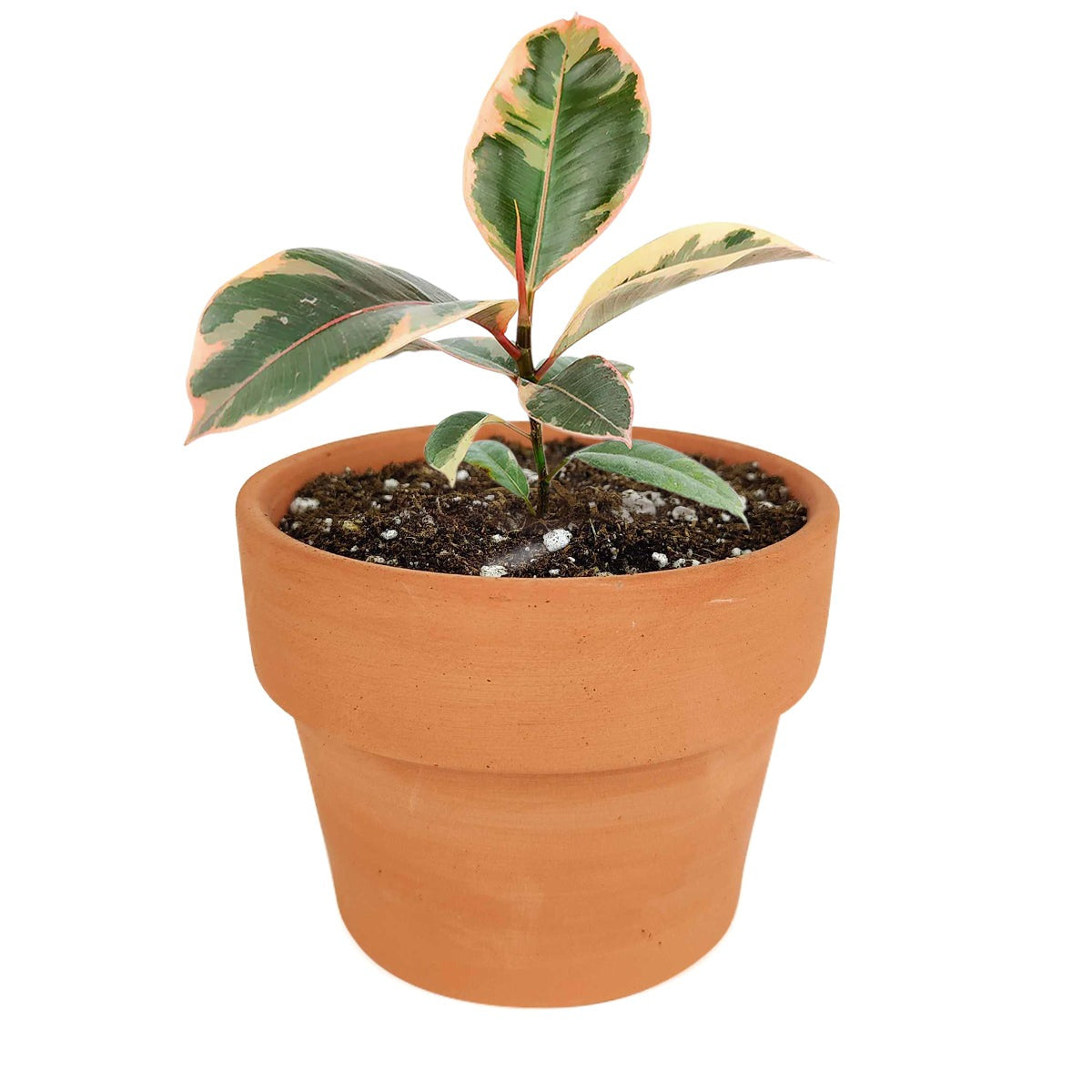 pink rubber tree for sale 4" Ficus Elastica Ruby Pink – Variegated Rubber Plant with Pink Leaves by Succulents Box