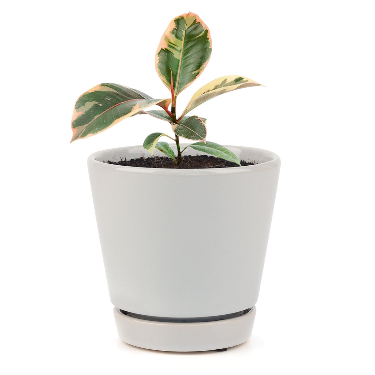 best type of pot for rubber plant 4" Ficus Elastica Ruby Pink – Variegated Rubber Plant with Pink Leaves by Succulents Box